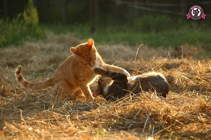 how to introduce a to a cat how to introduce a cat to other pets sweetie 2017 how to introduce a to a cat how to introduce a cat to other pets sweetie 2017