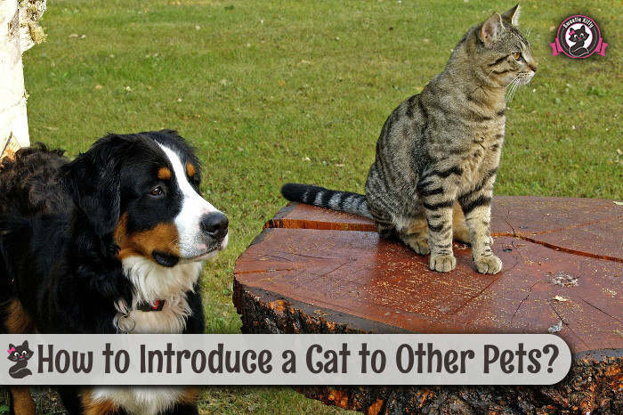 how to introduce a to a cat how to introduce a cat to other pets sweetie 2017 how to introduce a to a cat how to introduce a cat to other pets sweetie 2017