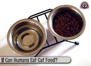 Can Humans Eat Cat Food? Sweetie Kitty - 2025