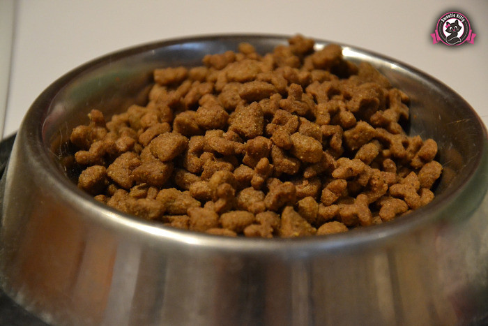 Do Cats Eat Their Kittens - Cat Food - SweetieKitty