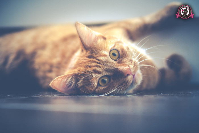 Choose The Perfect Kitten - Laying Cat - SweetieKitty