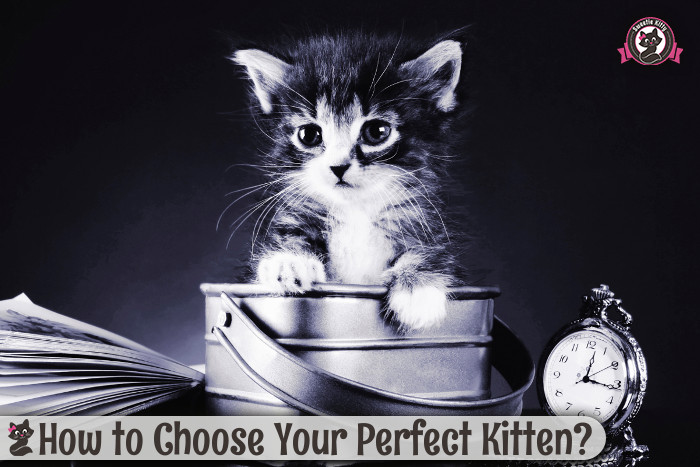 Choose The Perfect Kitten - SweetieKitty
