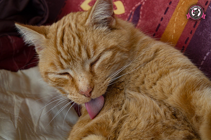 Why Are Cats So Cute - Cleaning Cat - SweetieKitty