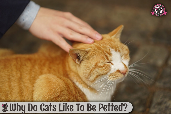 Cat Don T Care Human Cat Don T Care Human