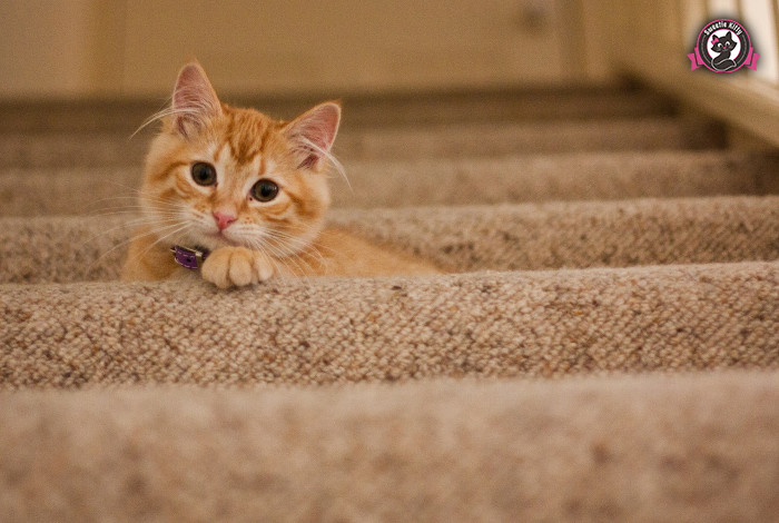 Do Female Cats Have Periods - Cat on Stairs - SweetieKitty