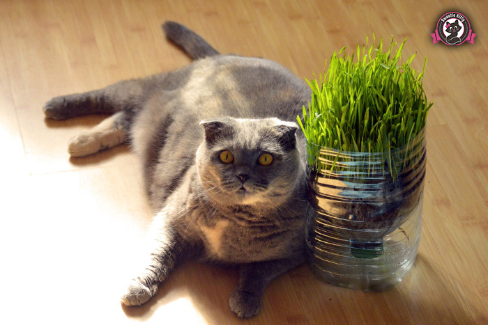 How Much Should I Feed My Cat - A Tired Fat Cat - SweetieKitty