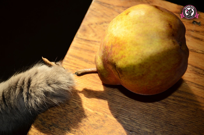 How Much Should I Feed My Cat - Apple and Cat Paw - SweetieKitty