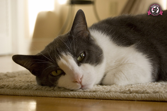 How To Get Rid of a Cat Urine Smell - Cat on Carpet - SweetieKitty