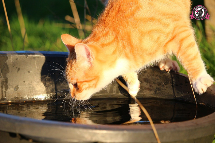 What Is The Best Food For Indoor Cats - Cat Drinking Water - SweetieKitty