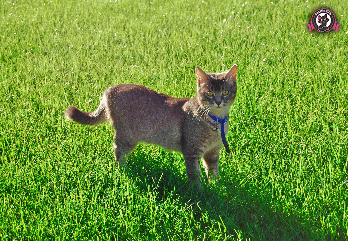 What Is The Best Food For Indoor Cats - Cat Outside with Leash- SweetieKitty