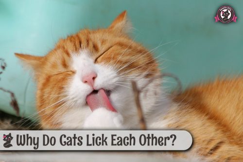 Why Do Cats Lick Each Other Sweetie Kitty 2022