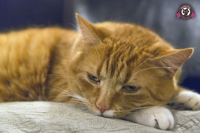 Why Is My Cat Sad - Sad Kitty - SweetieKitty