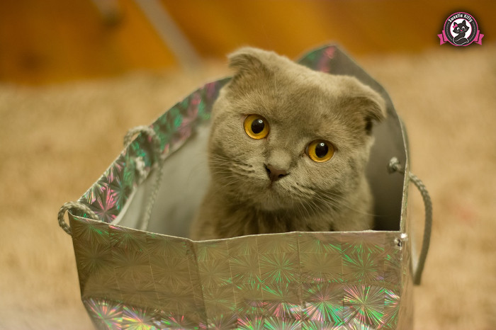 Why Is My Cat Sad - Sad Kitty in a Silver Bag - SweetieKitty