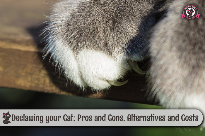Declawing your Cat; Pros and Cons, Alternatives and Costs - SweetieKitty