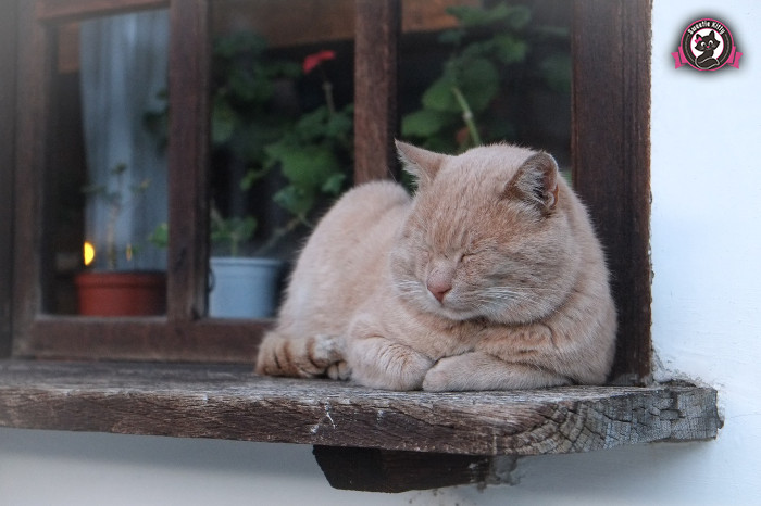 Why Do Some Cats Not Purr - Sleeping Cat - SweetieKitty