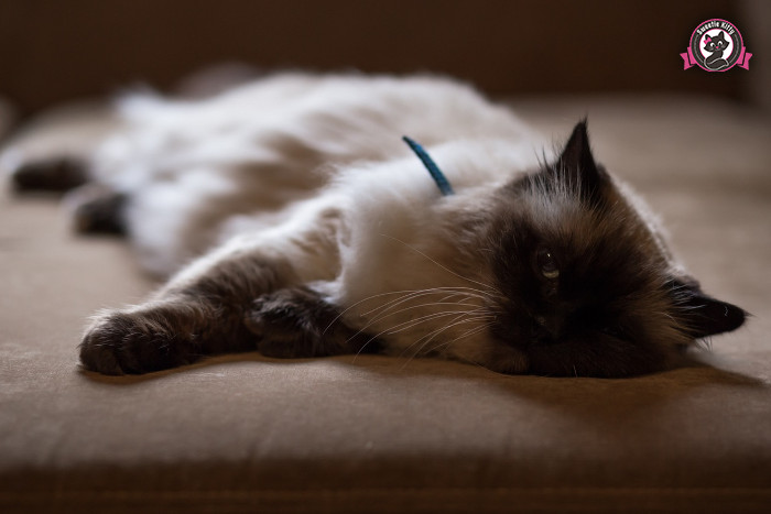 Why Do Some Cats Not Purr - Relaxed Cat - SweetieKitty