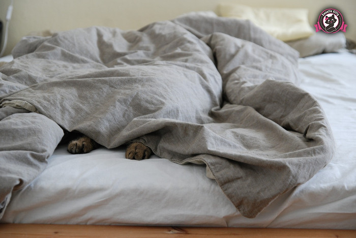 Why Does My Cat Sleep On My Head - Cat under Blanket - SweetieKitty