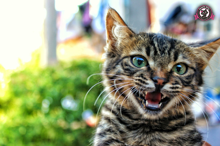 Why Does my Cat Bite For No Reason - Angry Cat - SweetieKitty