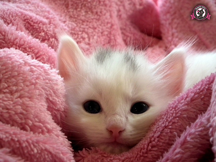 How to Keep Kittens Warm - Kitten under Ping Blanket - SweetieKitty