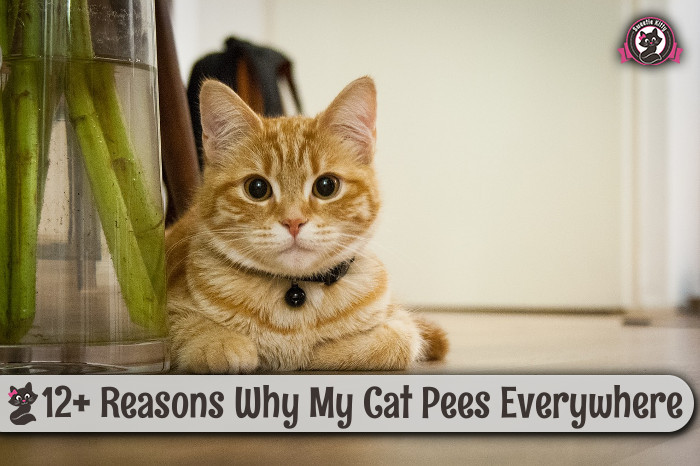 Why Does My Cat Pee Everywhere - SweetieKitty