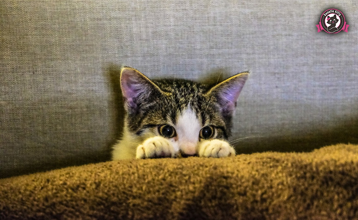 7 Reasons Why My Cat Has Bald Patches - Stressed Cat - SweetieKitty