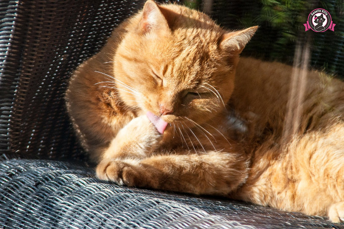 8 Reasons Why Cats Have Rough Tongues - Cat Grooming - SweetieKitty