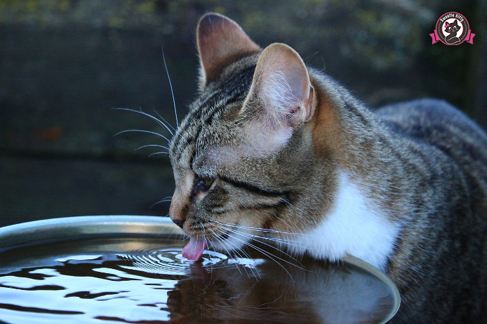 8 Reasons Why Cats Have Rough Tongues - Cat Drinking Water - SweetieKitty