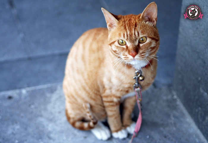 Why Do Cats Play With Their Prey - Cat with Collar - SweetieKitty