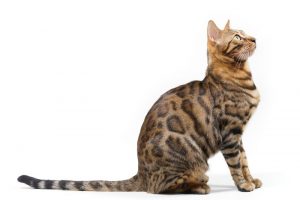 Bengal Cat - SweetieKitty