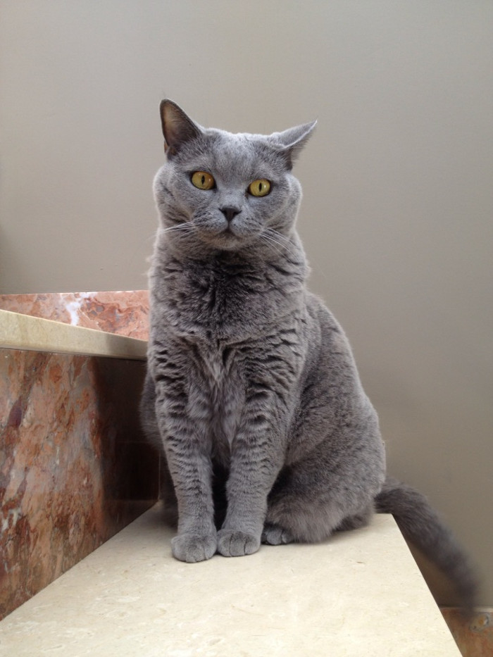 henry the british shorthair