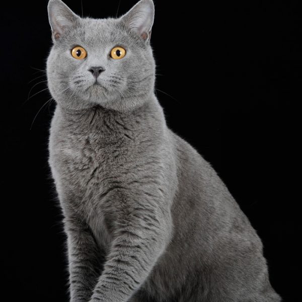 buy chartreux cat