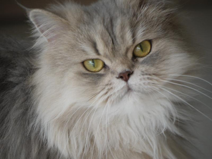 Persian Cat - SweetieKitty