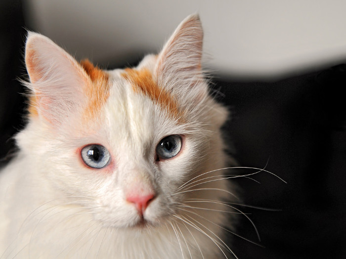 Turkish Van Kittens for Sale