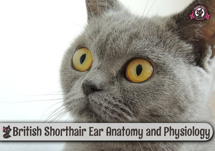 British Shorthair Ear Anatomy and Physiology - SweetieKitty