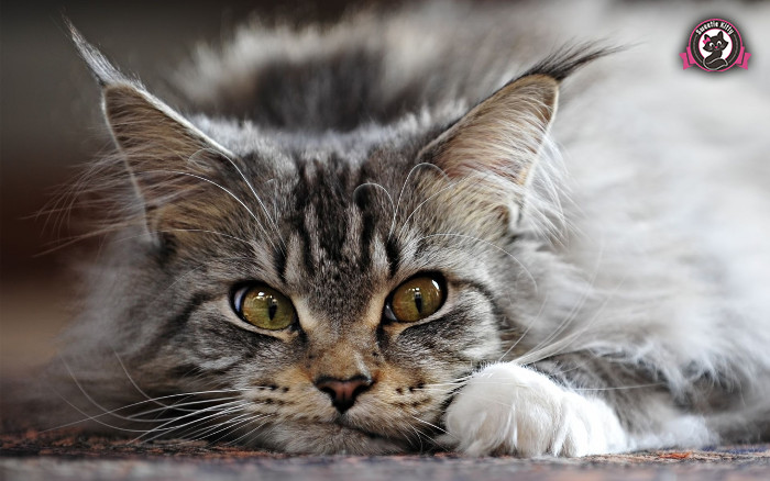 Maine Coon Health Problems - Old Maine Coon - SweetieKitty