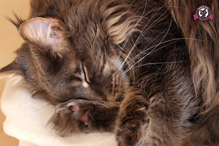 Maine Coon Health Problems - Maine Coon Sleeping - SweetieKitty