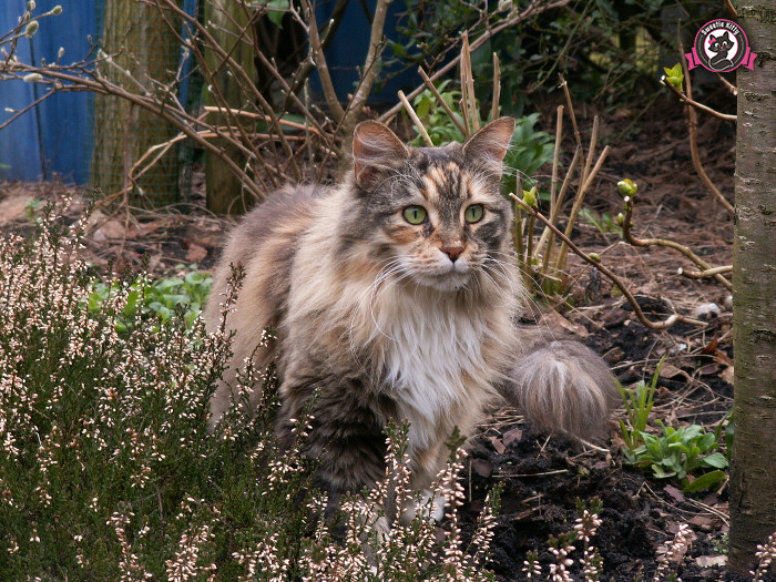 Maine Coon Temperament and Personality - Hunting - SweetieKitty