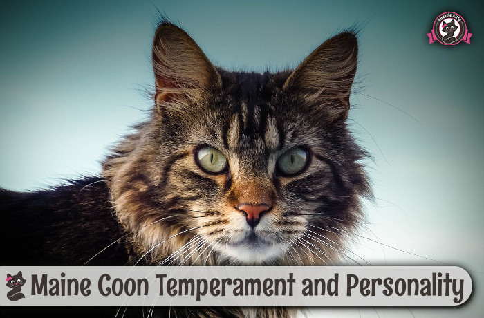 Maine Coon Temperament and Personality - SweetieKitty