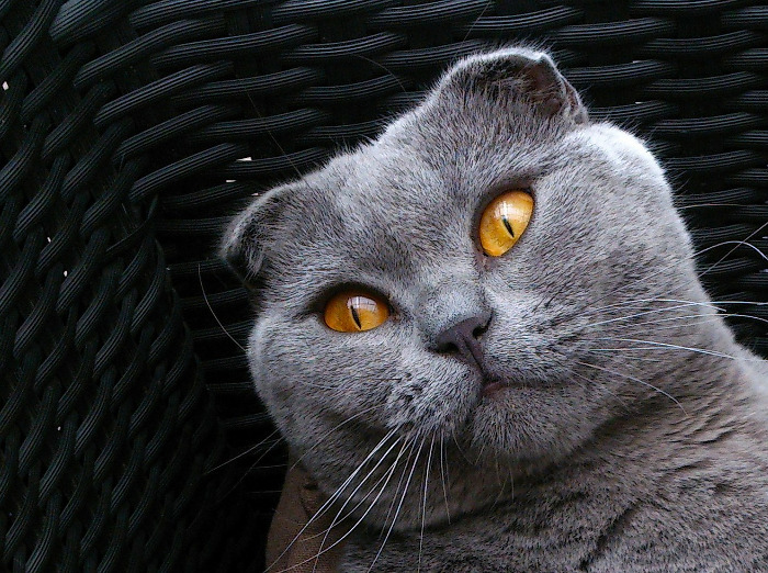 Scottish Fold Cat - SweetieKitty