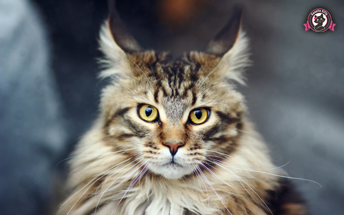 Maine Coon Characteristics - Yellow Eyes - SweetieKitty