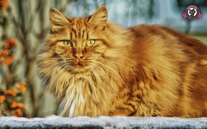 Maine Coon Characteristics - Orange Color - SweetieKitty