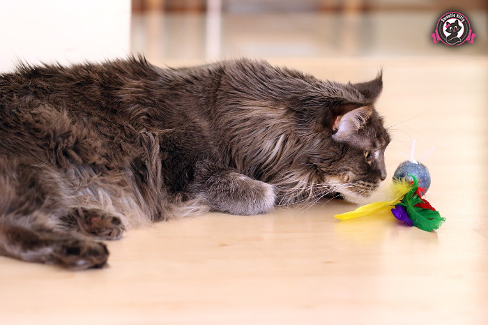 Maine Coon Weight and Size - Maine Coon with a Toy - SweetieKitty
