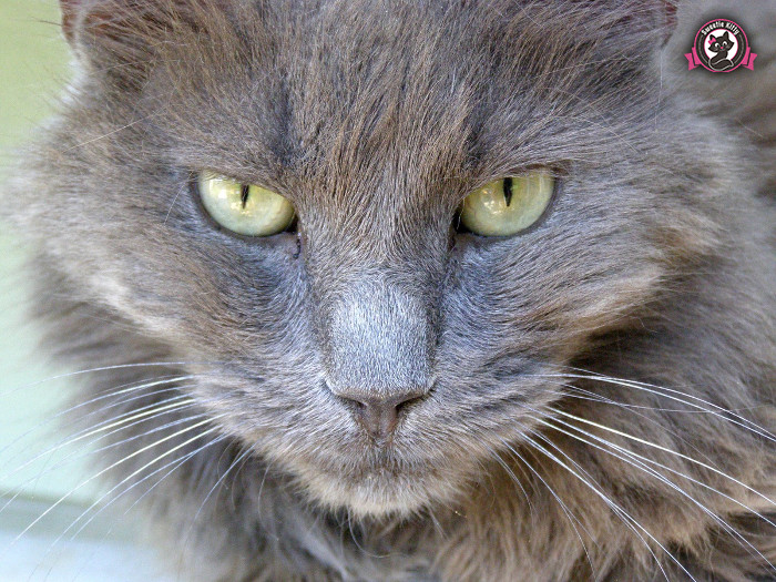 Nebelung Cat Temperament and Personality - Nebelung Cat Face - SweetieKitty
