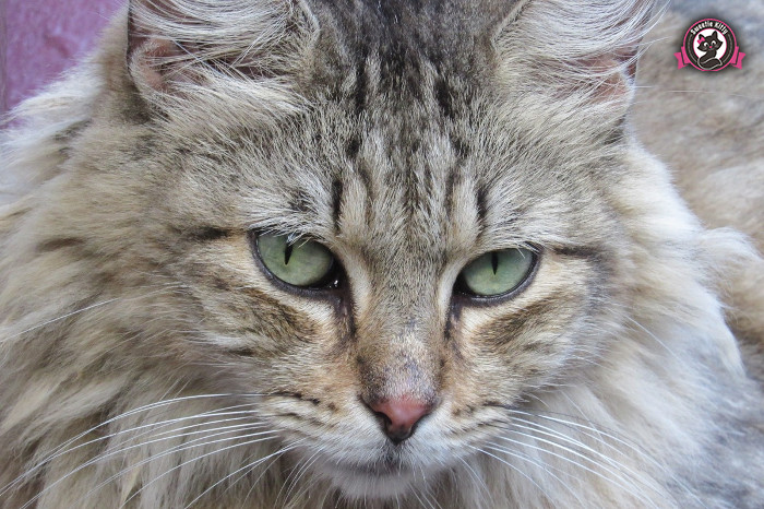 Nebelung Health Problems - Nebelung Cat - SweetieKitty