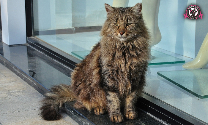 Nebelung Health Problems - Nebelung Cat Sitting SweetieKitty