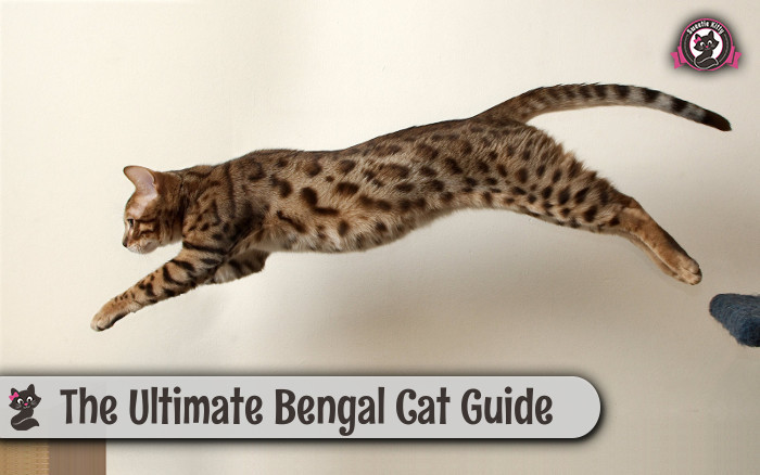 The Ultimate Bengal Cats Guide (Characteristics, Health, Temperament, Personality)