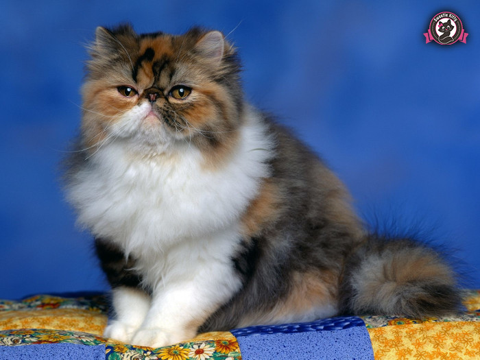 The Ultimate Persian Cat Guide (Personality, Grooming, Health, Food)