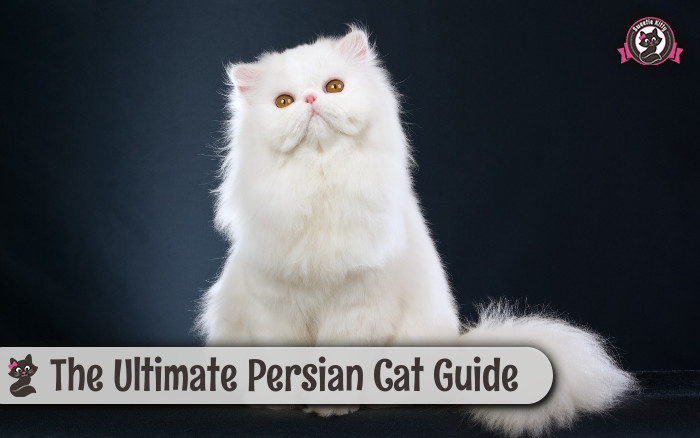 The Ultimate Persian Cat Guide (Personality, Grooming, Health, Food)