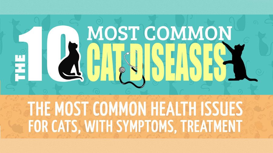[INFOGRAPHIC] The 10 Most Common Feline Diseases You Should Know About ...
